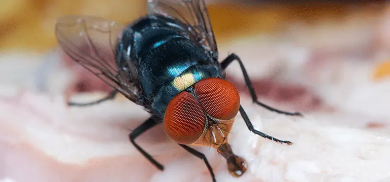 About PCG Pest Control Glasgow - Expert Pest Solutions Since 2012