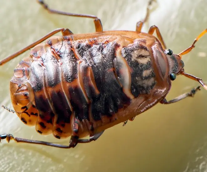 PCG Pest Control Glasgow – Fast, Reliable Pest Solutions