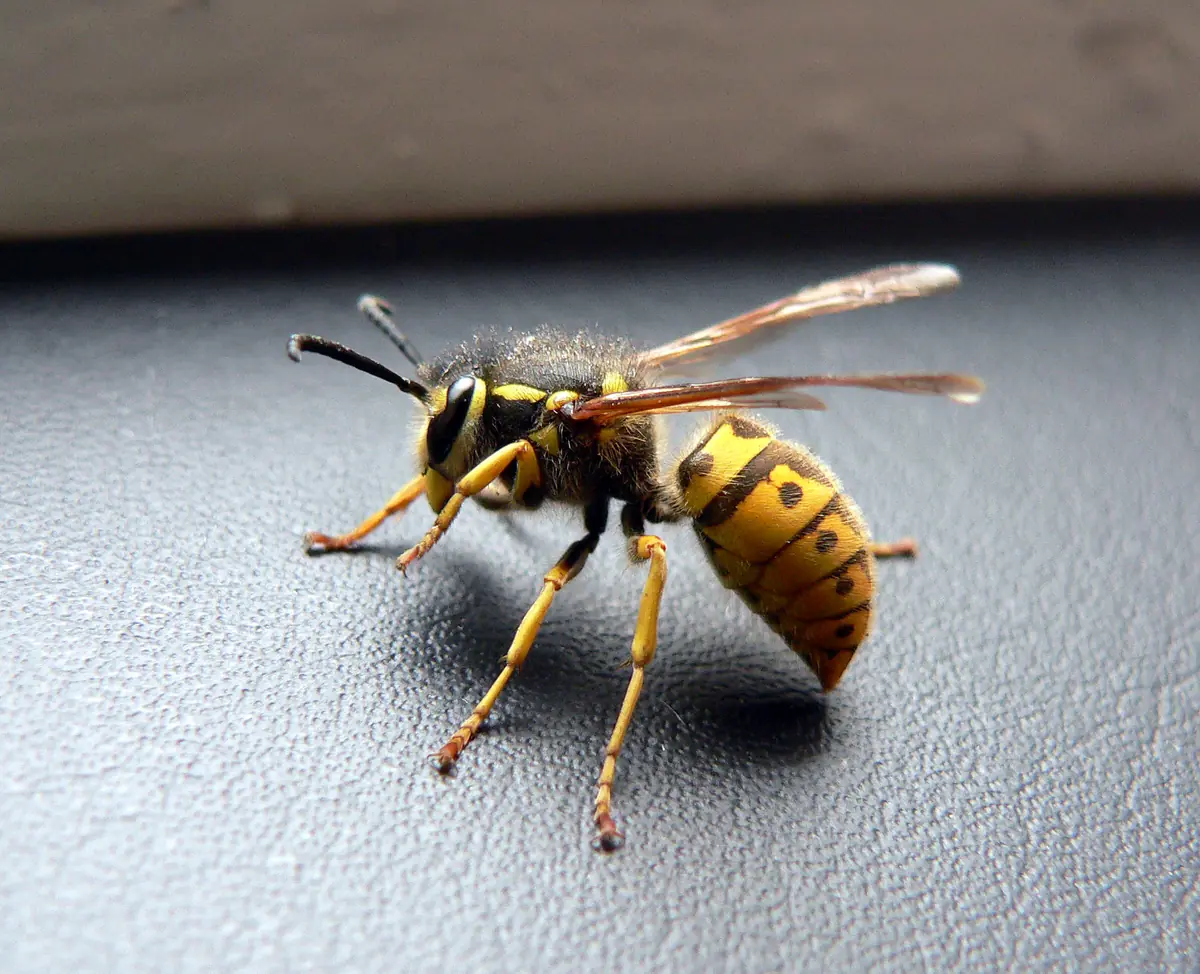 About PCG Pest Control Glasgow - Expert Pest Solutions Since 2012