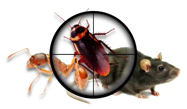 Rodent control Glasgow